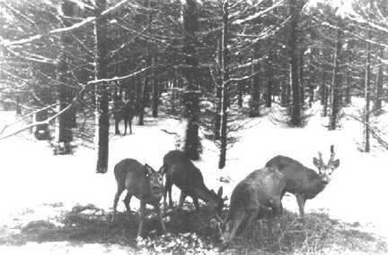 088 0003 Rehe an der Futterstelle