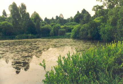 088 1001 Der Hofteich des Anwesens Wilharm in Schoenbruch 1992 Durch Grundwasseranstieg hat sich der Teich vergroessert Foto Wilharm