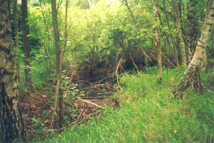 088 1002 Rosenfelde 1992 Bombentrichter in denen das Grundwasser steht Foto Wilharm