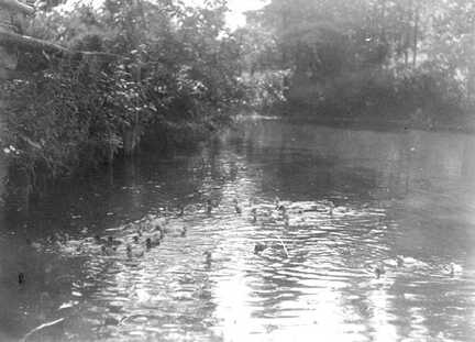 089 0041 Der Poggenteich bei der Schule Er war stets voller Enten und Gaense die hier gerade gefuettert werden