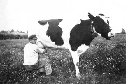 090 0006 Schweitzer Karl Wittke auf dem Hof Doehring beim Melken