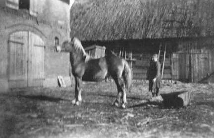 091 0005 Frau Selma Schlaugiess im Hof mit dem Pferd Jakob