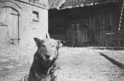 091 0022 Der Waechter auf dem Bauernhof Otto Samland Der Hofhund Feldmann