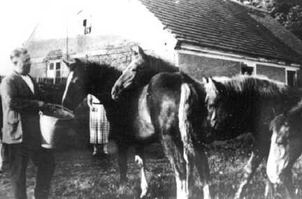 092 0033 Ortsteil Popehnen Kutscher Buchholz bei den Fohlen