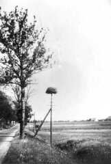 092 0045 An der Strasse auf Hoehe vom Goldenen Adler Ein Storchennest auf einem Telefonmast