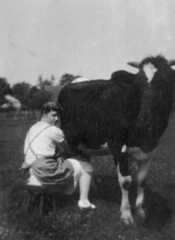 093 0006 Frieda Plep im Sommer 1932 beim Melken in Schillenberg