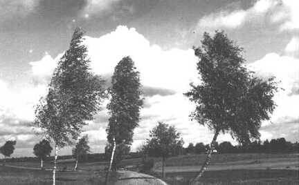 094 0050 Birkenallee bei Schirrau