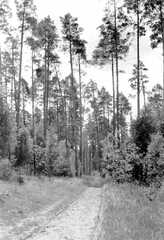 100 0004 Im Wald bei Sprindlack