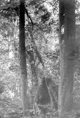 100 0005 Im Wald bei Sprindlack