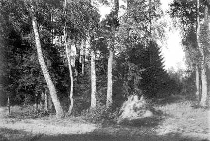 100 0006 Im Wald bei Sprindlack