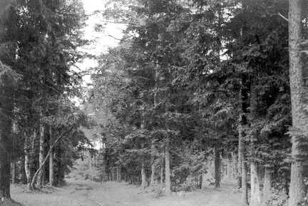 100 0007 Im Wald bei Sprindlack