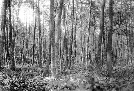 100 0008 Im Wald bei Sprindlack