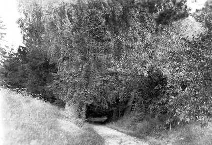 100 0009 Im Wald bei Sprindlack