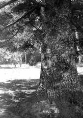 100 0014 Der Park des Gutes Sprindlack