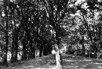 100 0016 Der Park des Gutes Sprindlack