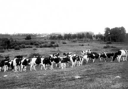 100 0039 Kuehe auf der Weide