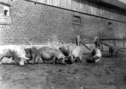 100 0041 Die Schweine im Auslauf