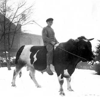 100 0054 Ritt auf dem Bullen