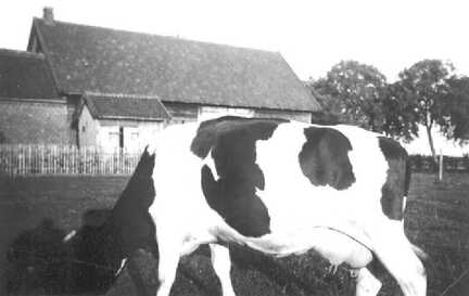 102 0015 Die Milchkuh der Familie Teschner
