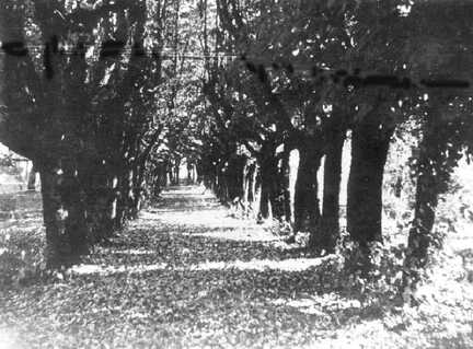 106 0016 Ein Parkweg in Taplacken