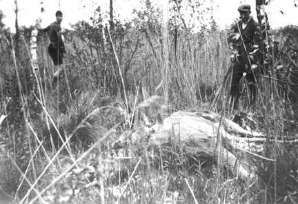 109 0024 Ein von Wilderern erlegter Elch Otto Schroeder und Kurt Kattelat 1940 in der Golle