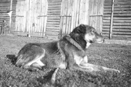 110 0029 Der Hund Hektor der auf der Peitsche liegt und diese bewacht