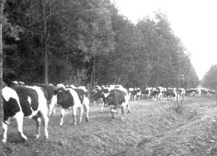 110 0031 Herbst 1944 Das Herdbuchvieh auf der Flucht vor den Russen Tausende von Tieren zogen an unserem Hof vorbei in Richtung Westen