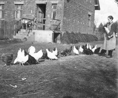 110 0032 April 1939 in Warnien Baeuerin Scharwies beim Fuettern der Huehner