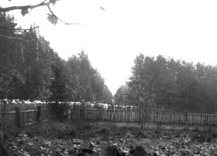 110 0054 November 1944 Endlose Viehtrecks auf der Flucht vor den sich naehernden russischen Truppen Sie kamen aus den Grenzgebieten um Schlossberg