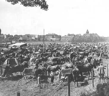 111 0021 Wehlauer Pferdemarkt