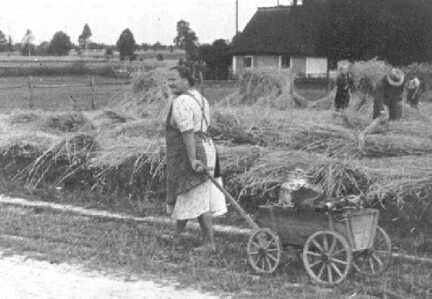 114 0016 Gertrud Scherwat auf dem Rueckweg vom Melken Im Hintergrund das Wohnhaus Scherwat