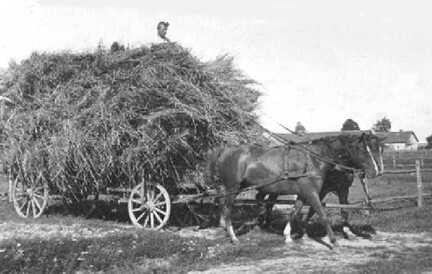 114 0025 Langstueck Karl Schlupp mit dem Erntewagen