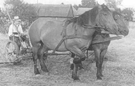 114 0027 Langstueck Adolf Steinbacher beim Maehen Diese beiden Pferde zogen den Fluchtwagen 1945 von Wilkendorf bis Vogelsdorf in Schleswig Holstein