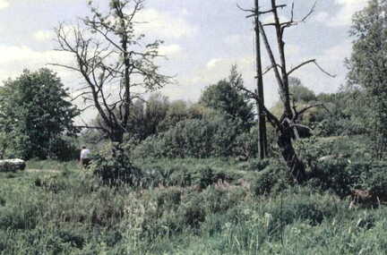 114 1017 Wilkendorf 1992 Hier stand ein Insthaus der Familie Morgenrot Auch der anliegende Teich ist zugewachsen