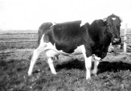 116 0024 Eine Kuh von Bessels