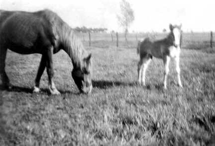 116 0026 Auf der Pferdekoppel von Bessels