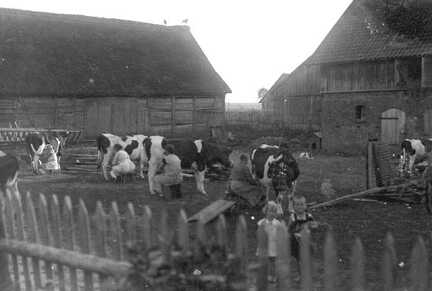 116 0029 Melken auf dem Hofplatz Hans Bessel um 1935 Im Bild die alte Stroh gedeckte Scheune mit Storchennest
