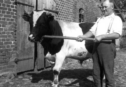116 0031 Bauer Hans Bessel mit dem Zuchtbullen Geselle im Jahre 1938